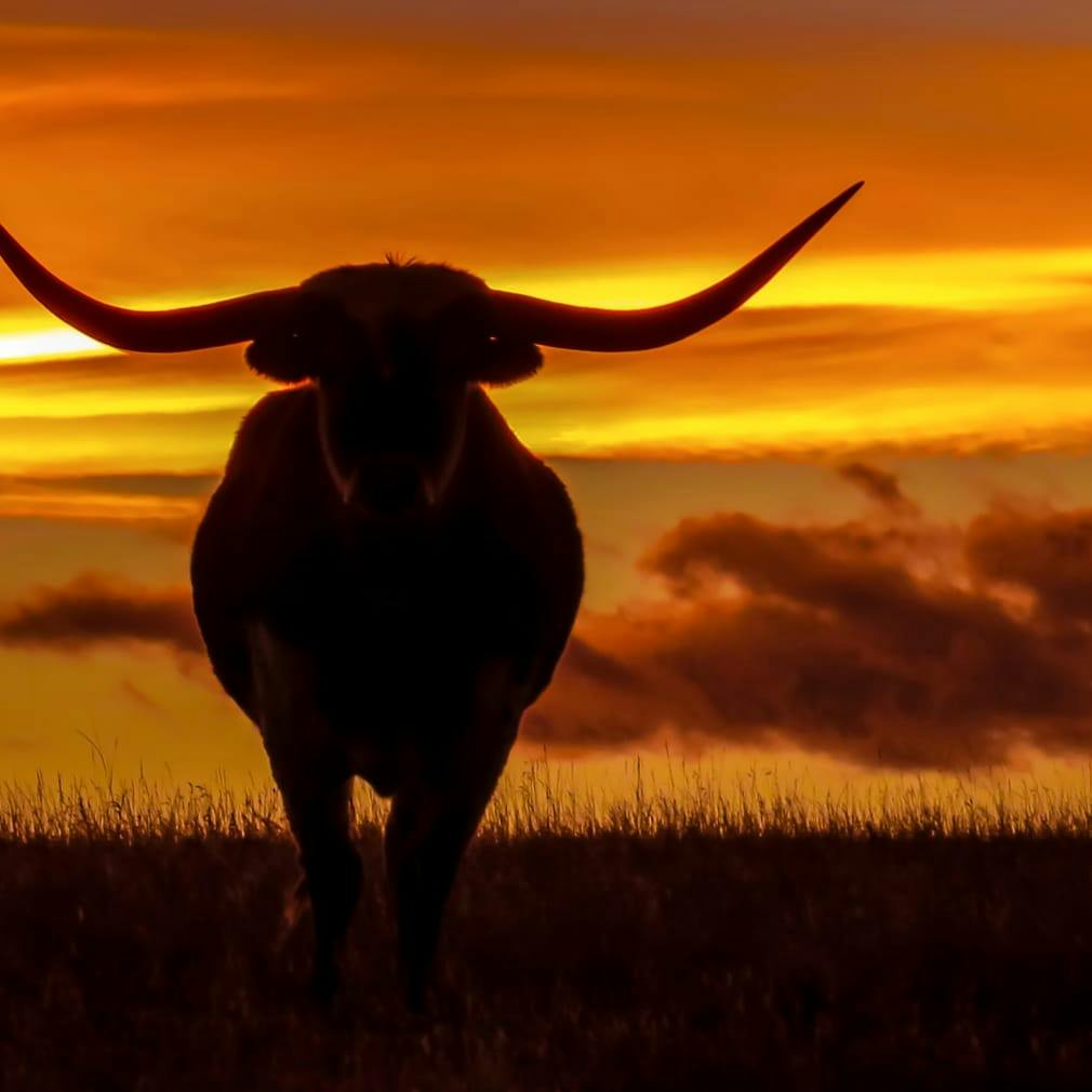 Longhorn Imaging cow with sunset