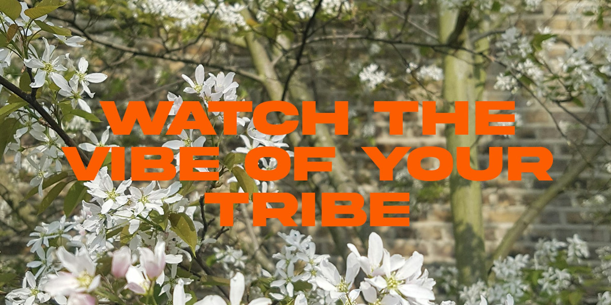 Cover Image for Watch the vibe of your tribe