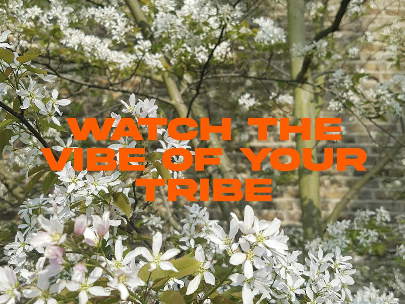Cover Image for Watch the vibe of your tribe