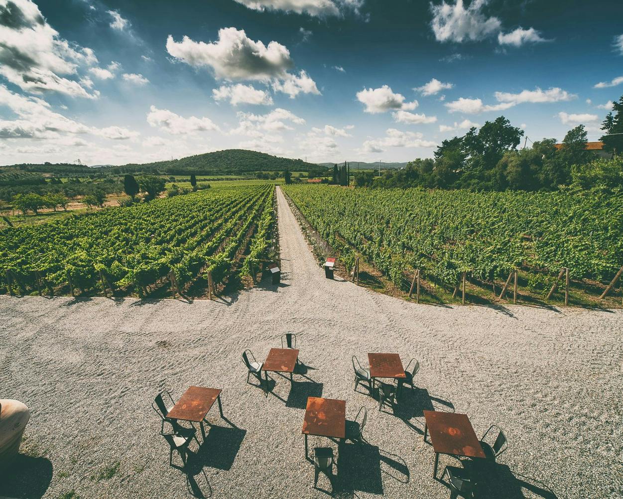 Un ampio vigneto verde si estende all'orizzonte sotto un cielo blu con nuvole sparse, con tavoli e sedie rustici disposti su un terreno ghiaioso in primo piano, creando un'atmosfera serena e accogliente in un ambiente rurale.