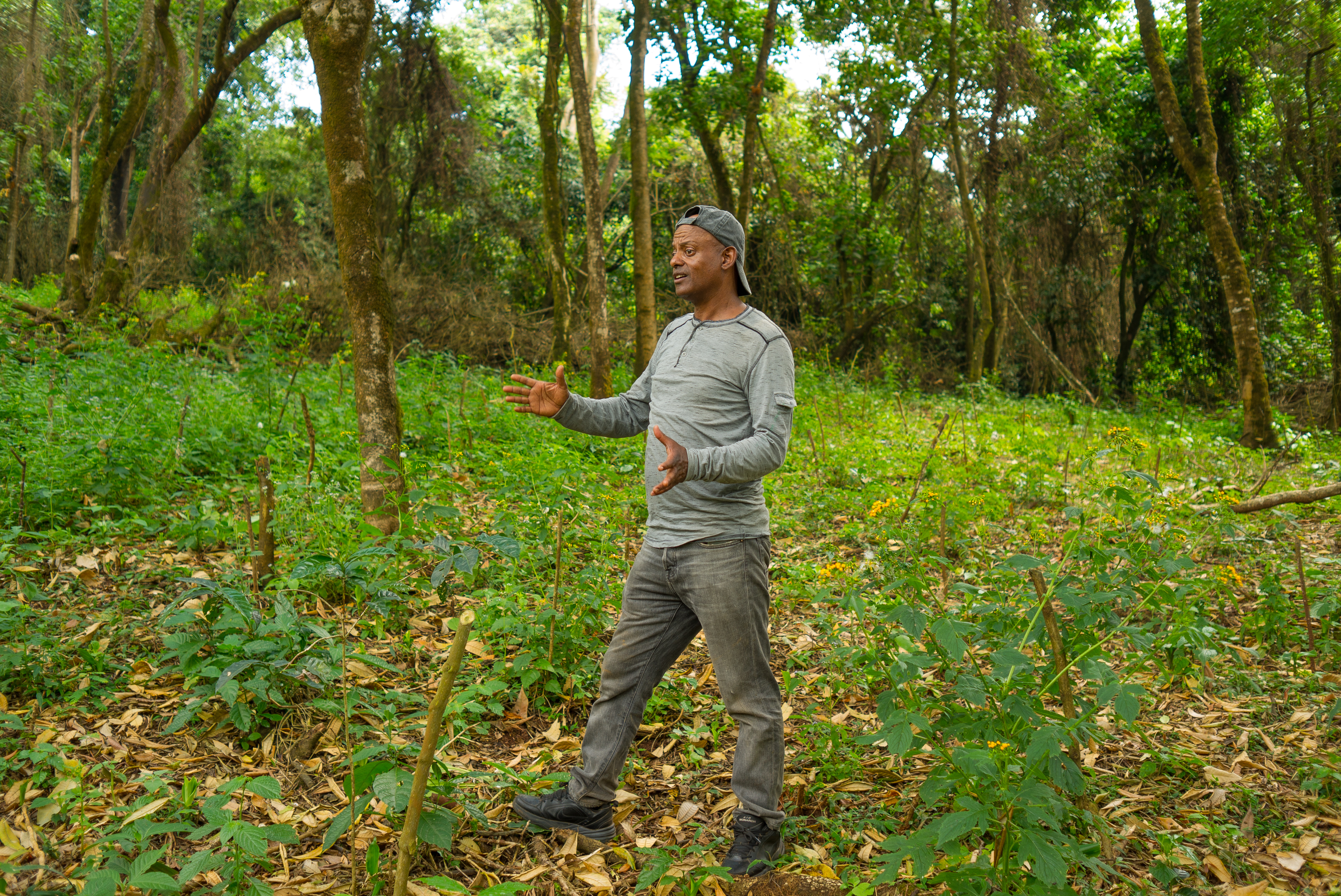 Akmel in the wild coffee forest