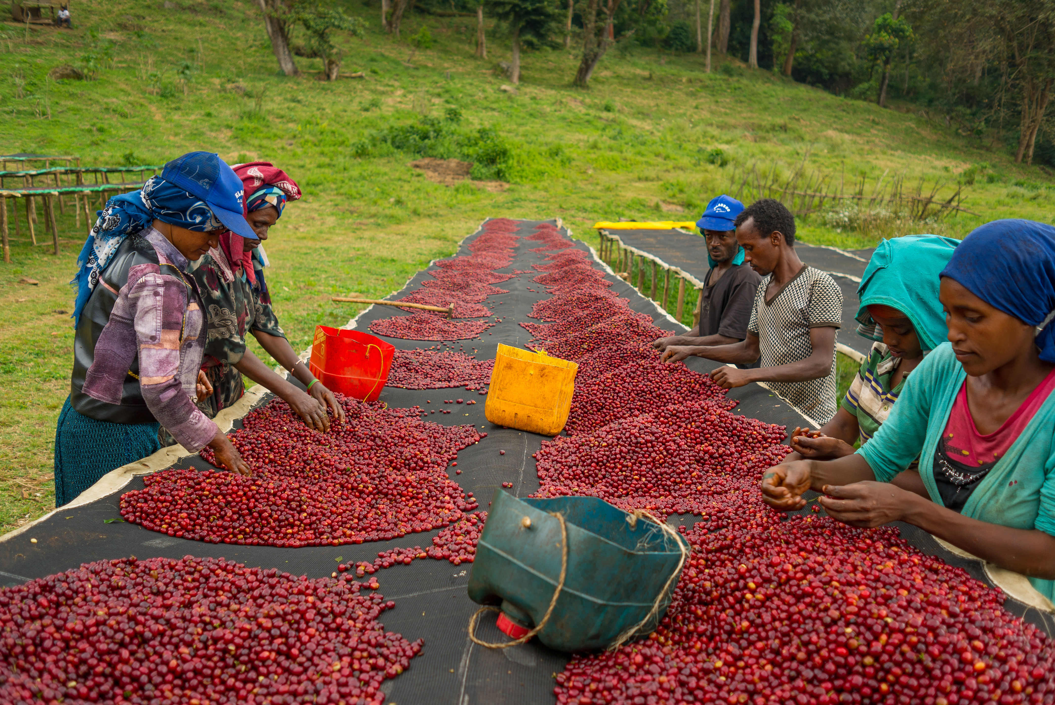 Sorting at the raised coffee beds