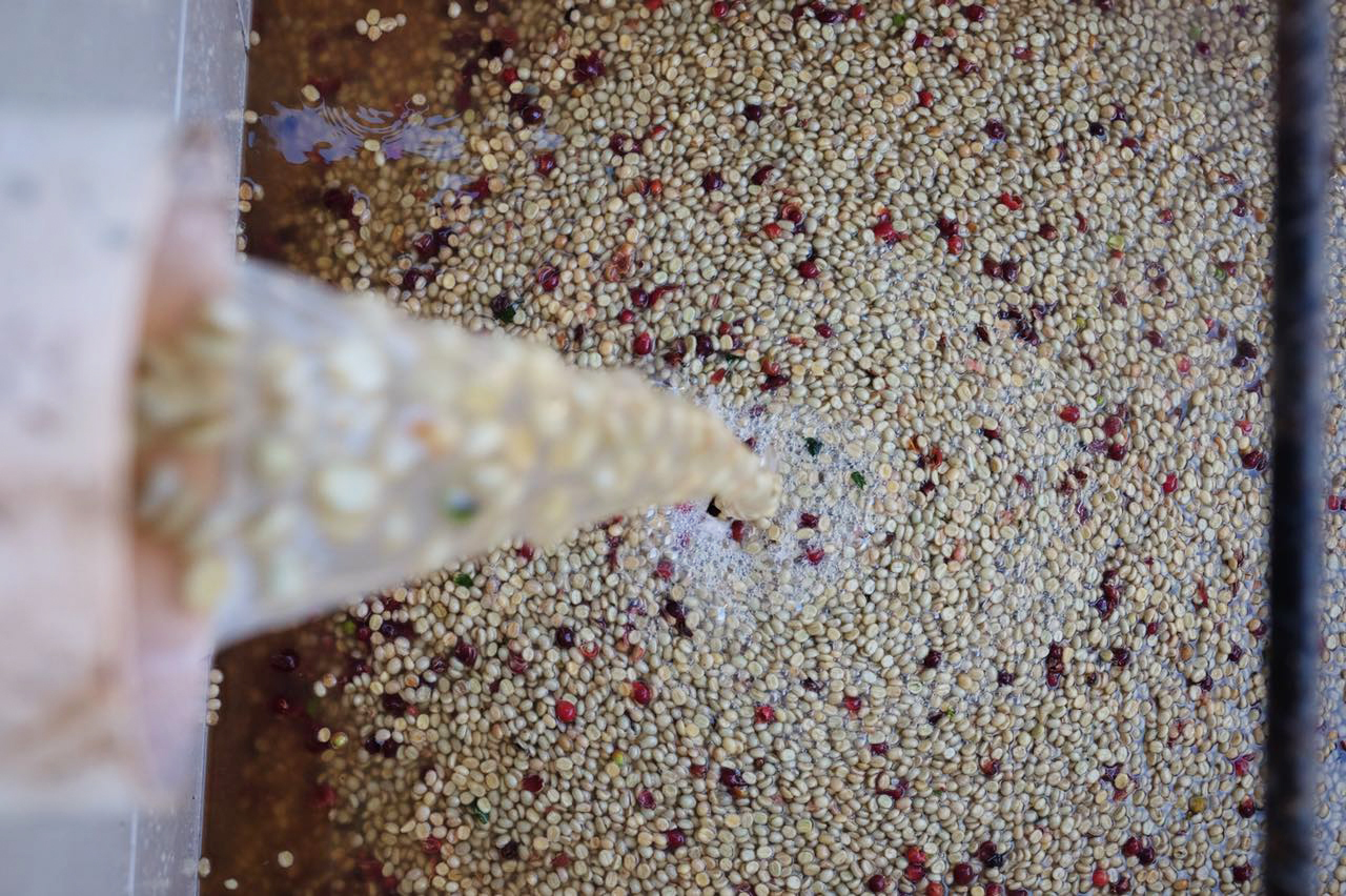 Fermentation tanks are being filled