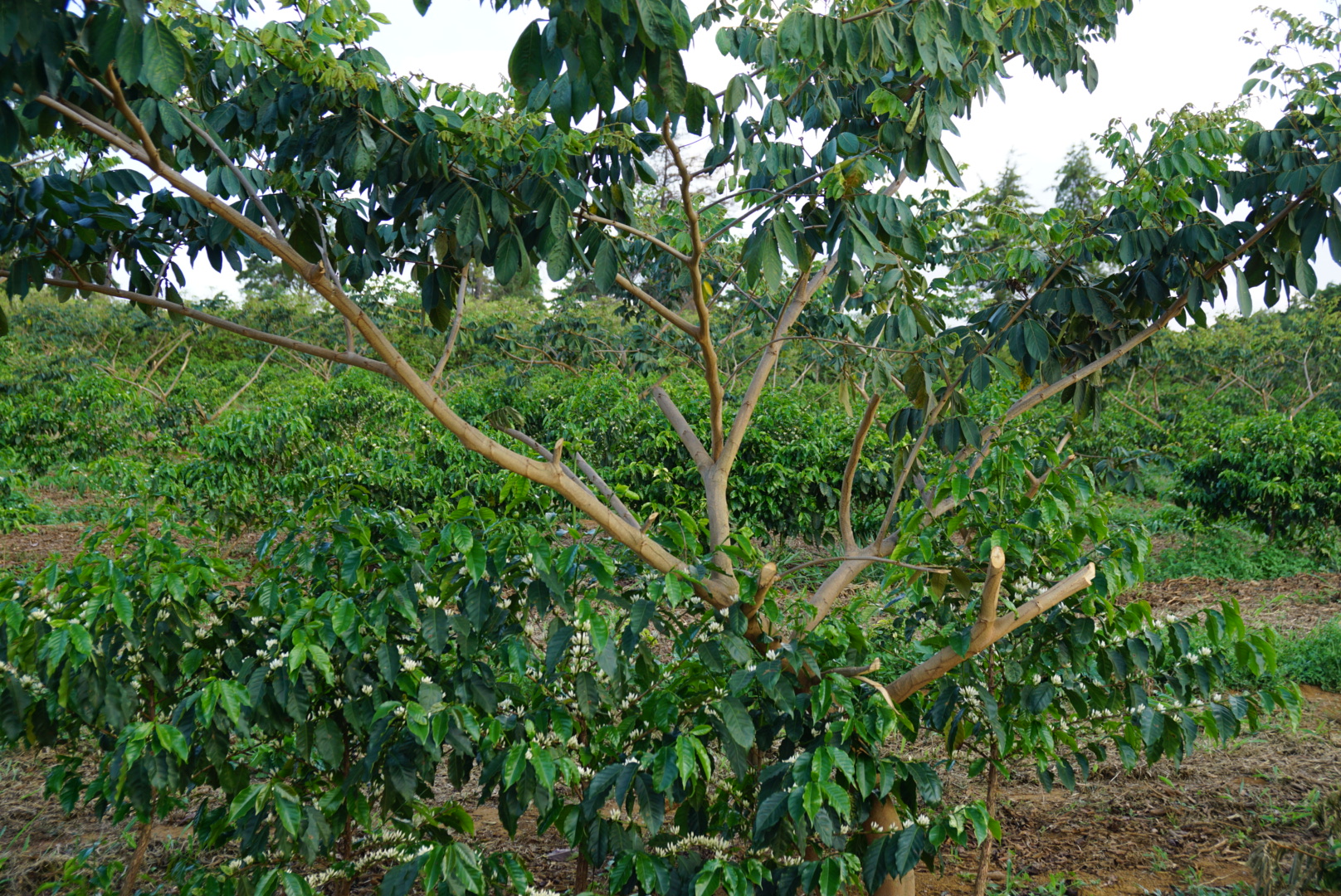 Inga Tree. The roots are fixating the nitrogen from the soil.