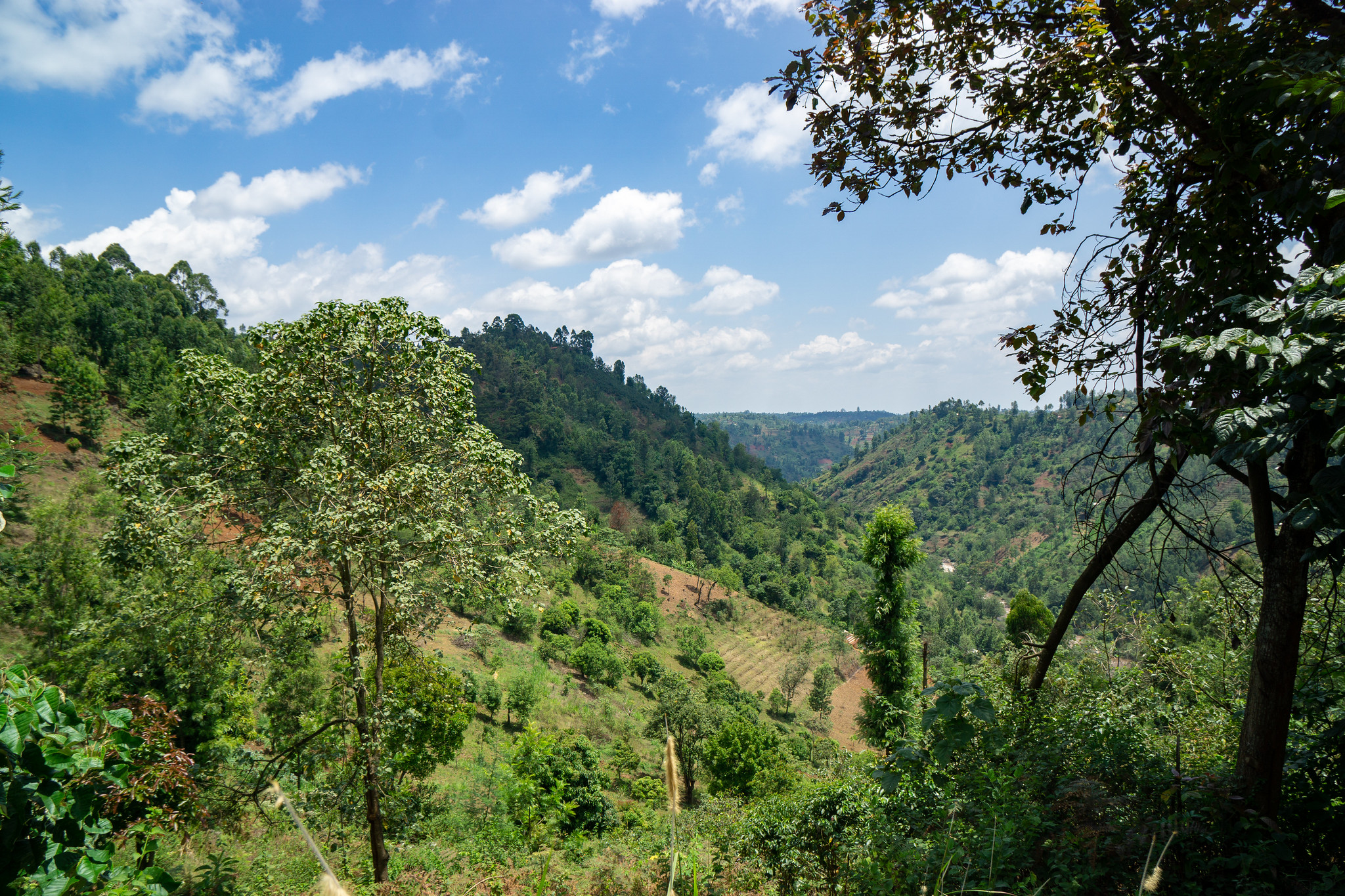 The view from the Kenyan cooperative, Kieni