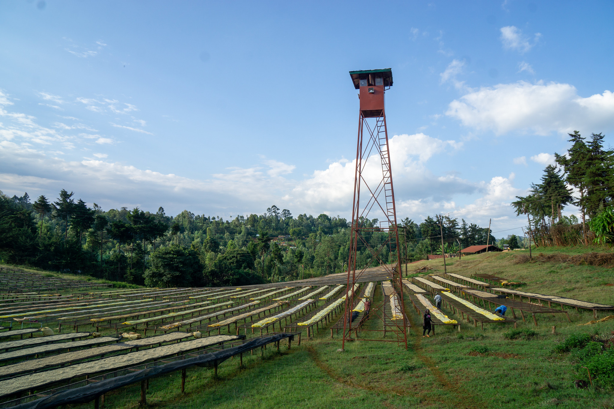 The drying tables at the wet mill