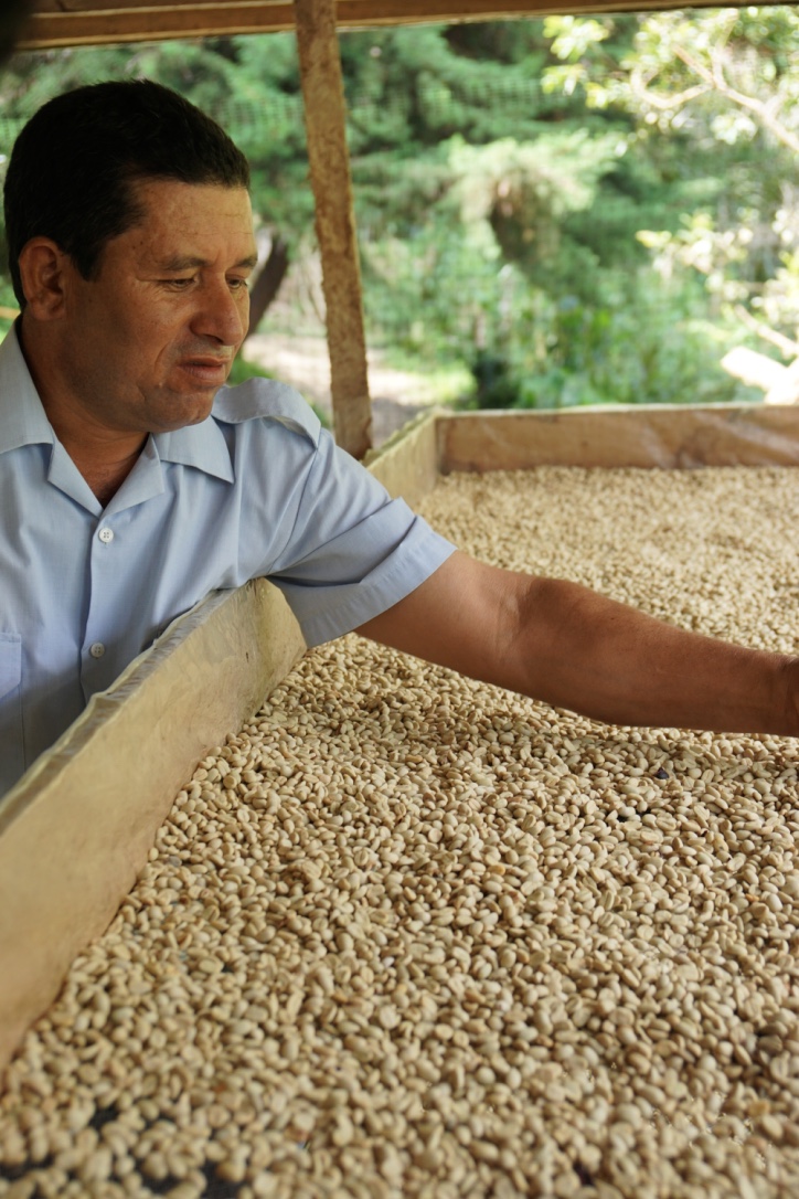 Drying beans