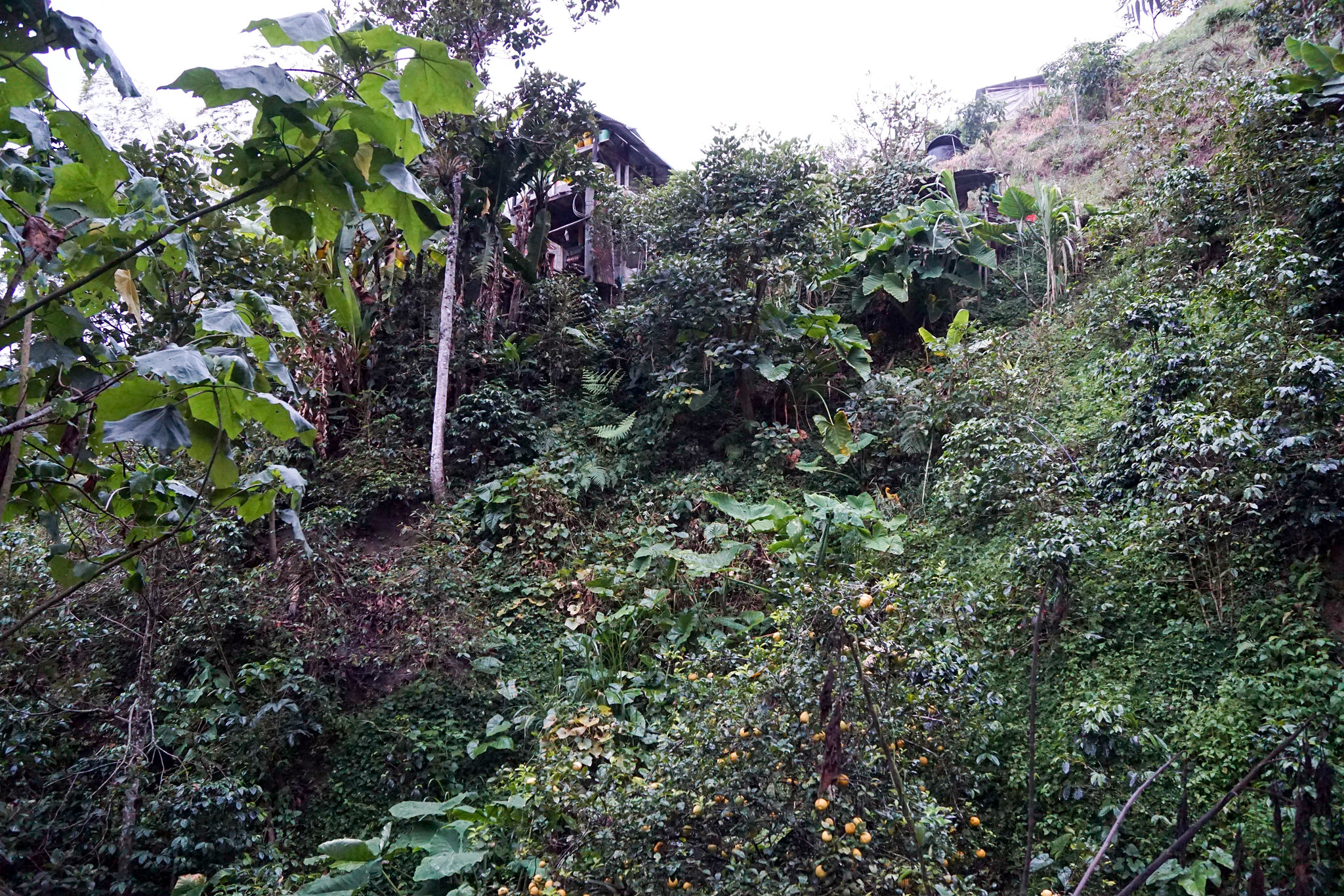 The farm of José Ignacio Pardo Torres, Finca La Cabaña, on the steep mountain slope.