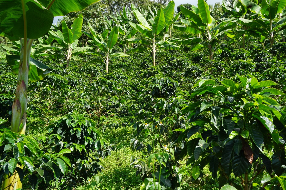 Finca la Pradera
