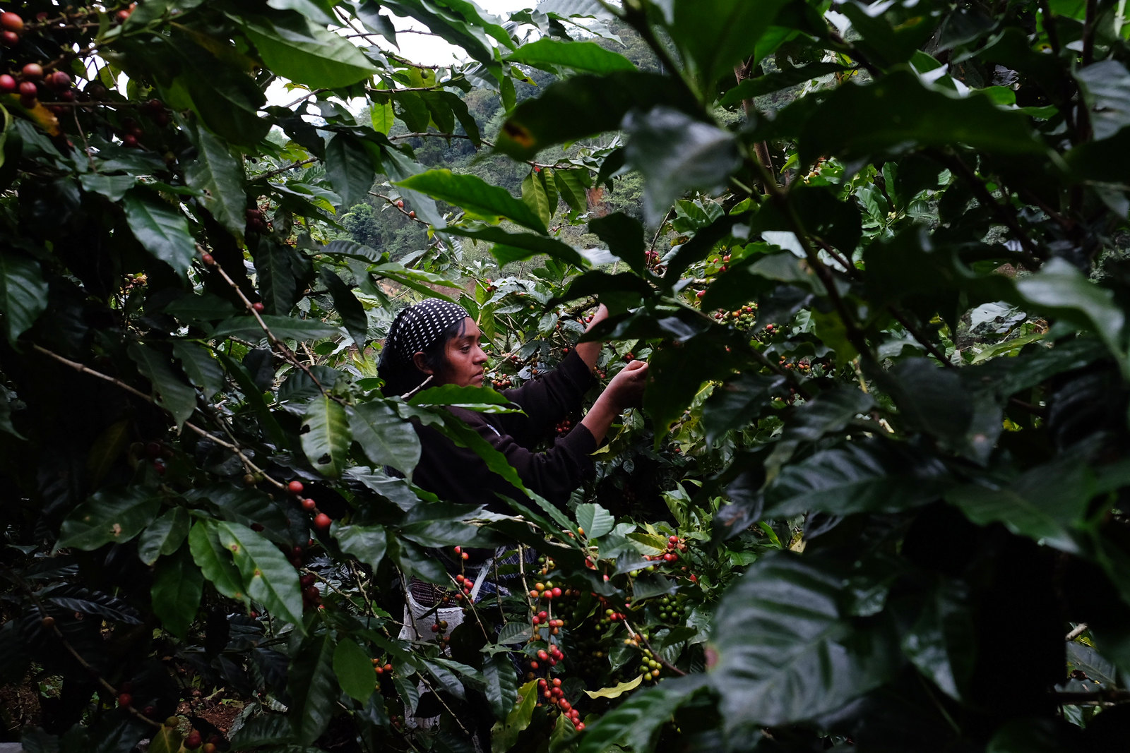 picking ripe cherries