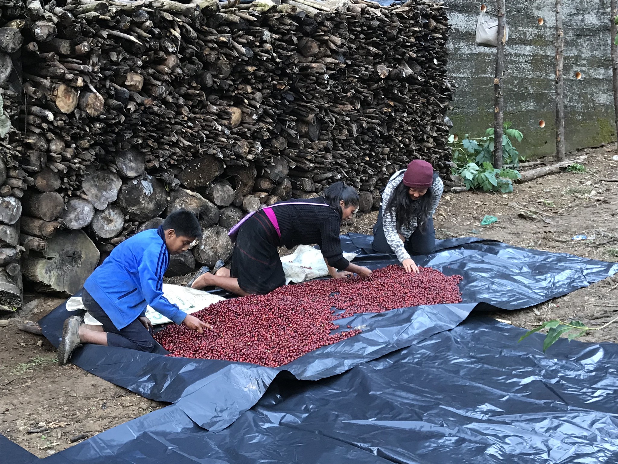 Simone helping post-harvest sorting