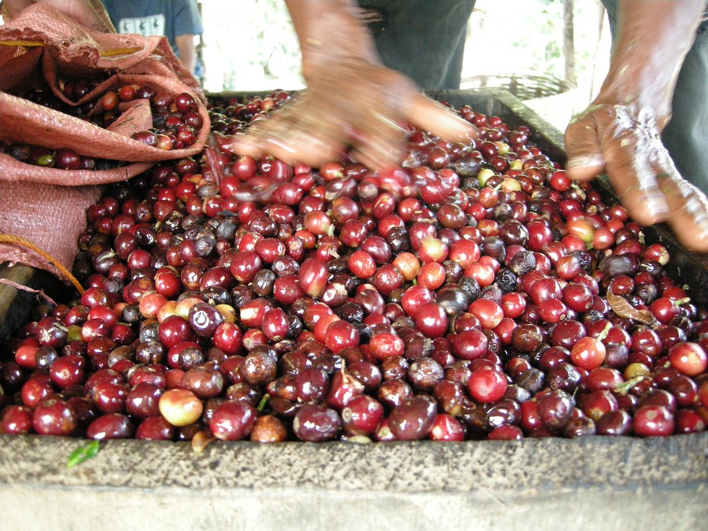 Ripe dark-red cherries at wet mill