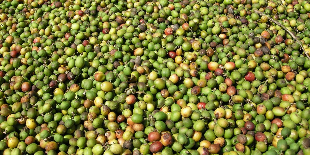 Unripe, green cherries