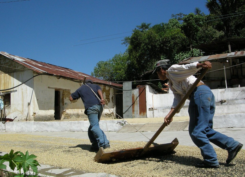 Washed parchment beans to the drying patio