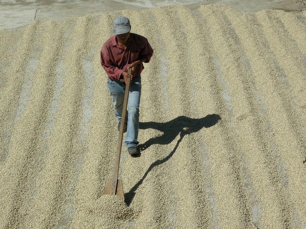 Drying coffee on the patio