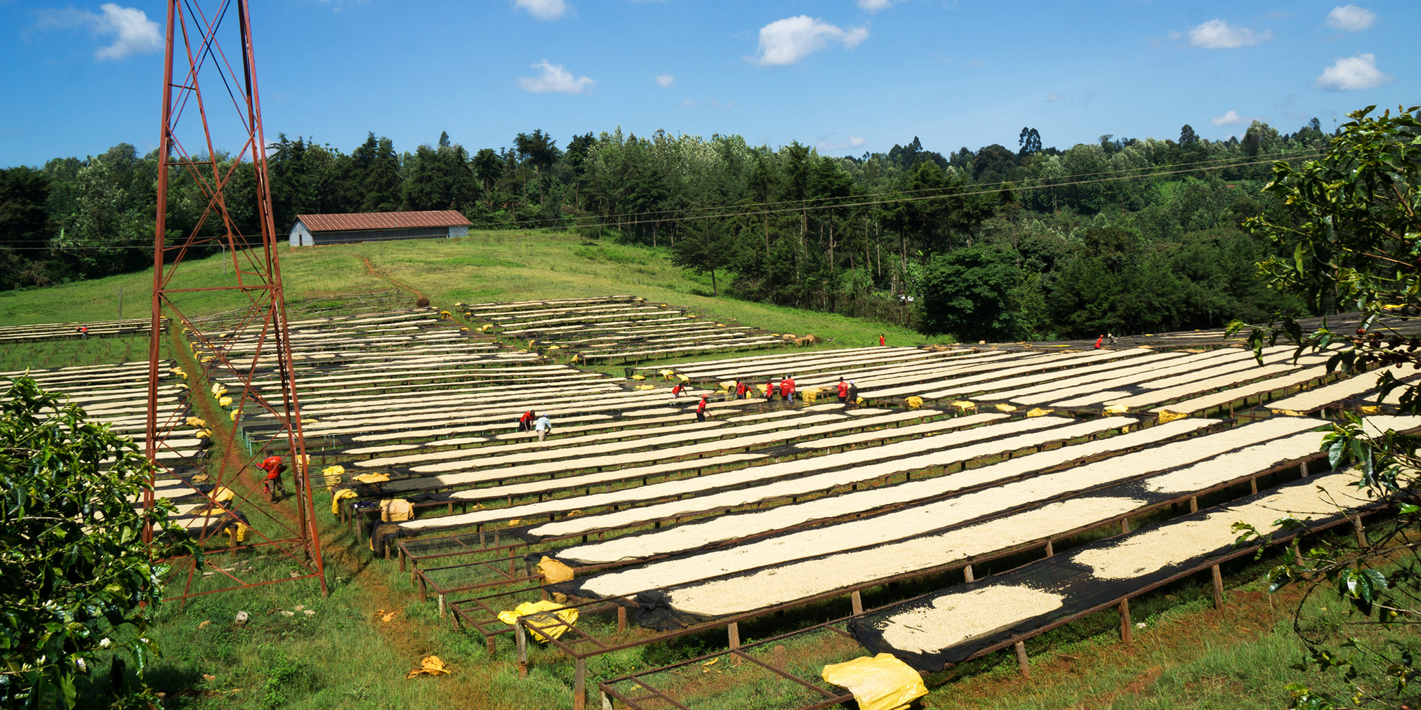 drying beds at Kieni in Kenya