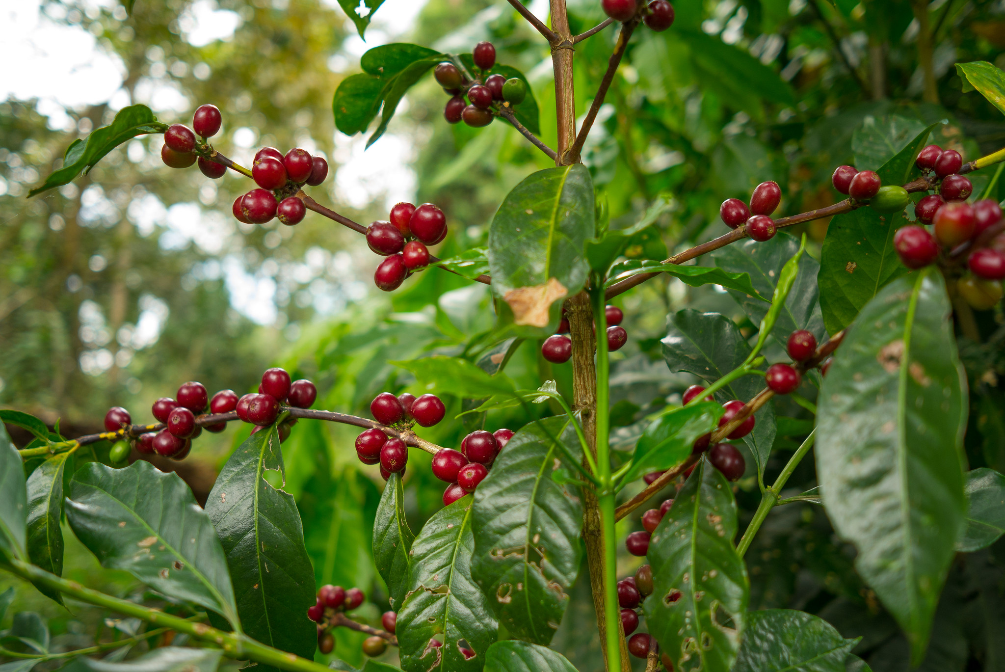 ripe cherries