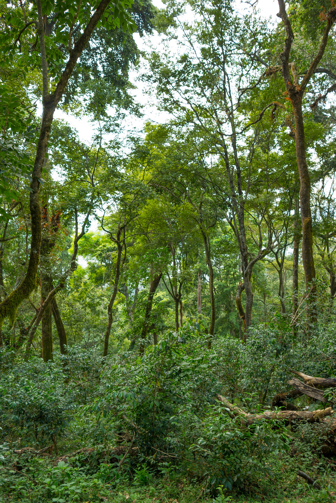 Real forest coffee