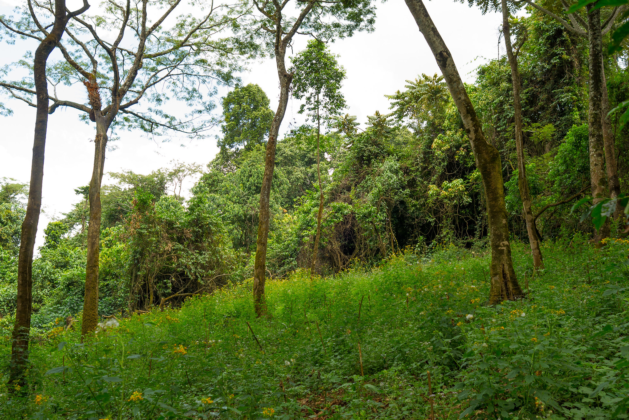 New microlots with Wush Wush, Buna Washi and Geisha right on the boarder to the wild forest which takes up 50% of Akmel farm