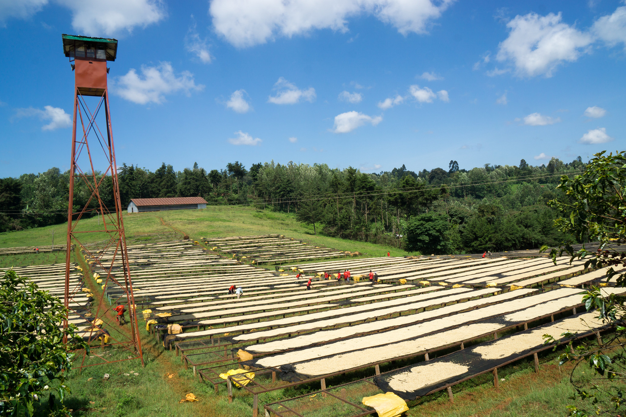 Kieni factory, Mugaga society, Nyeri, Kenya