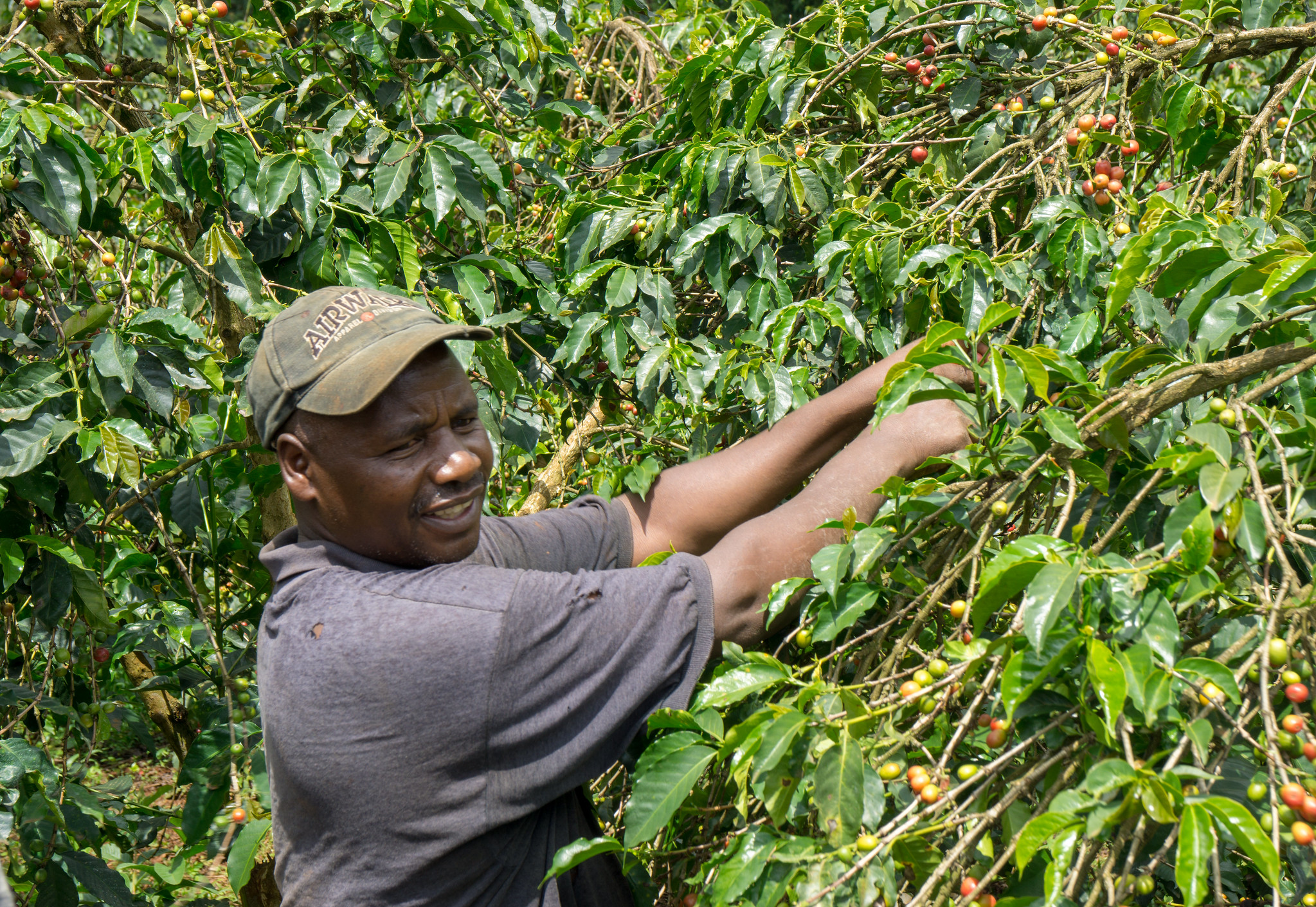 Joseph Ngari was featured in our magazine KAFFE issue 2. This year he's selected as a model farmer to teach others in this region.