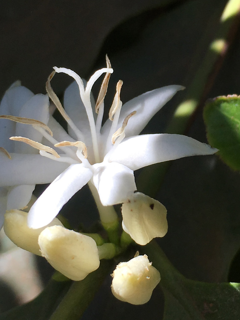 Flowering started