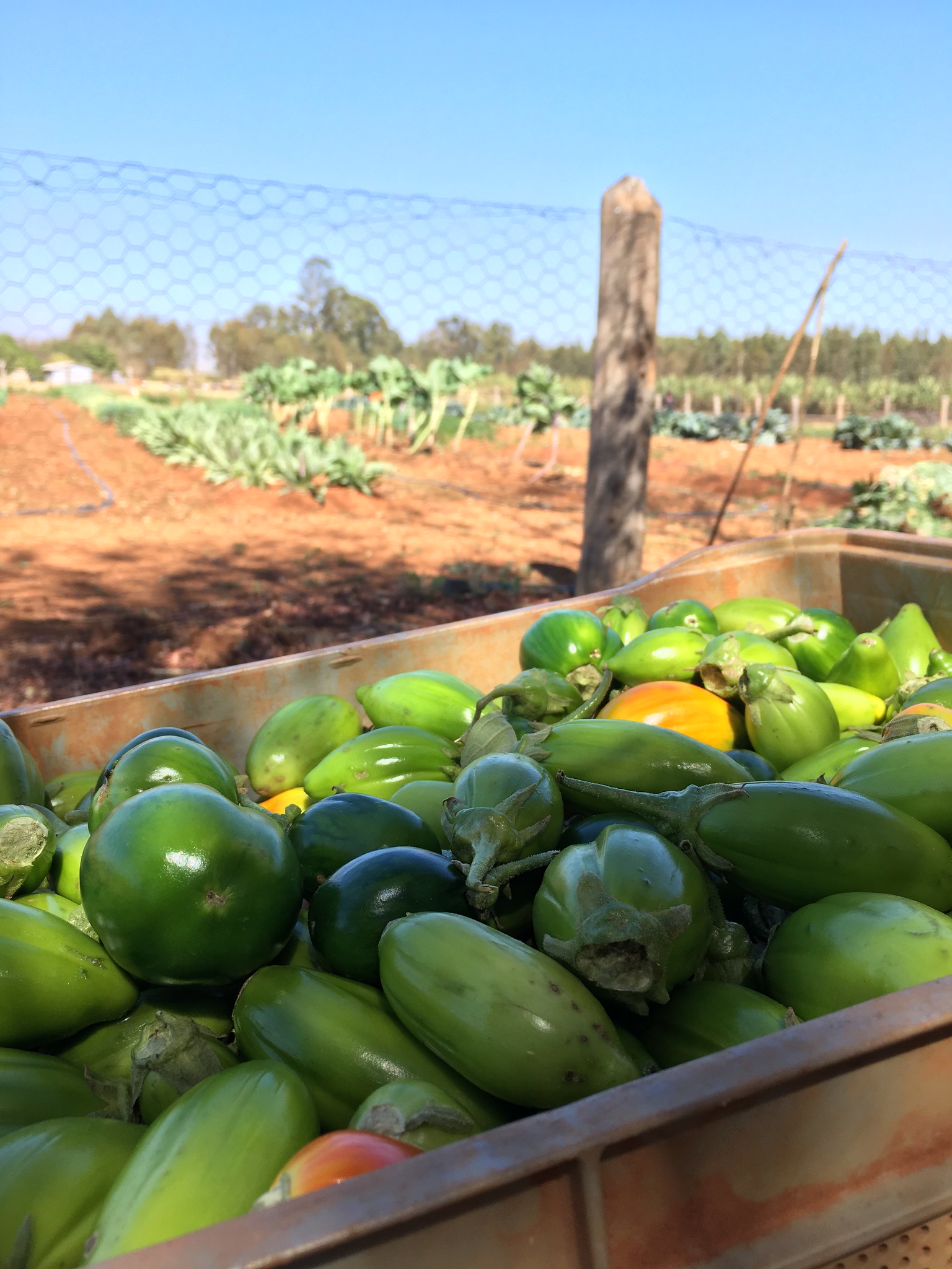 From the new vegetable garden.