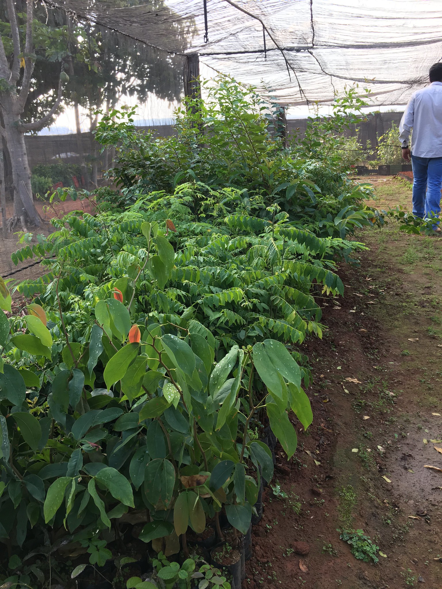 Nursery for Native plants  Throughout the farm, they are using the plants that are native in the Cerrado Mineiro.