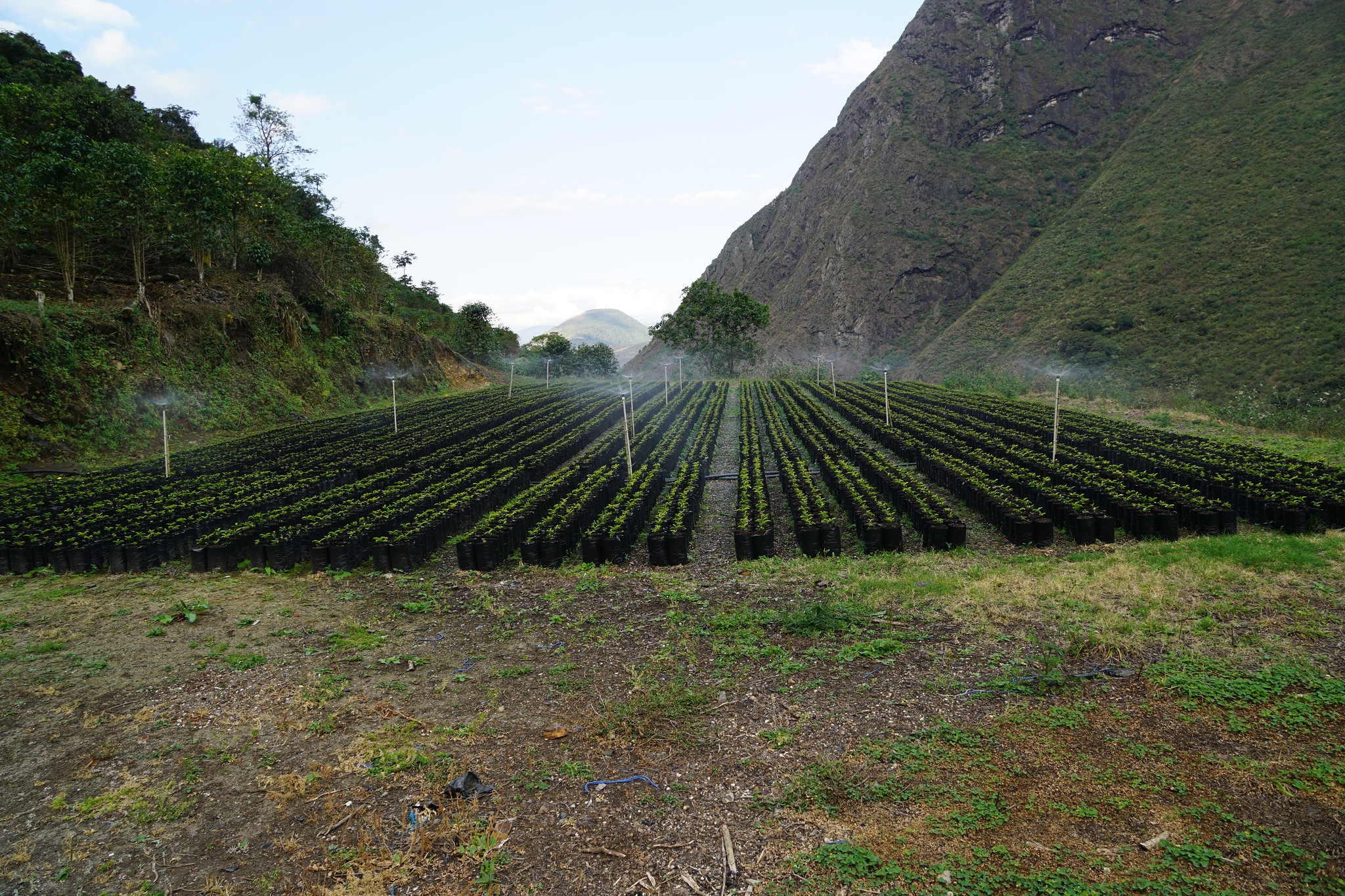 The seedlings are getting supplementary water when needed