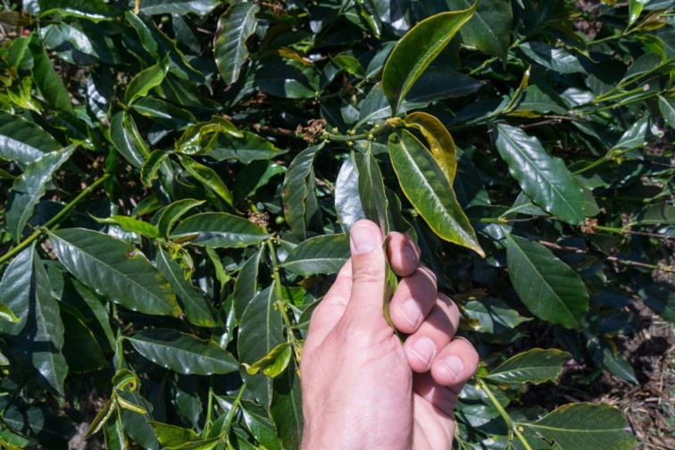 thick coffee leaves