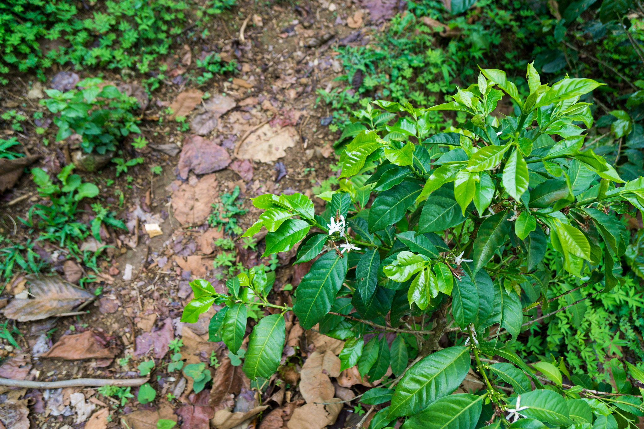 Young tree with a few flowers.  The rain brings beautiful colours