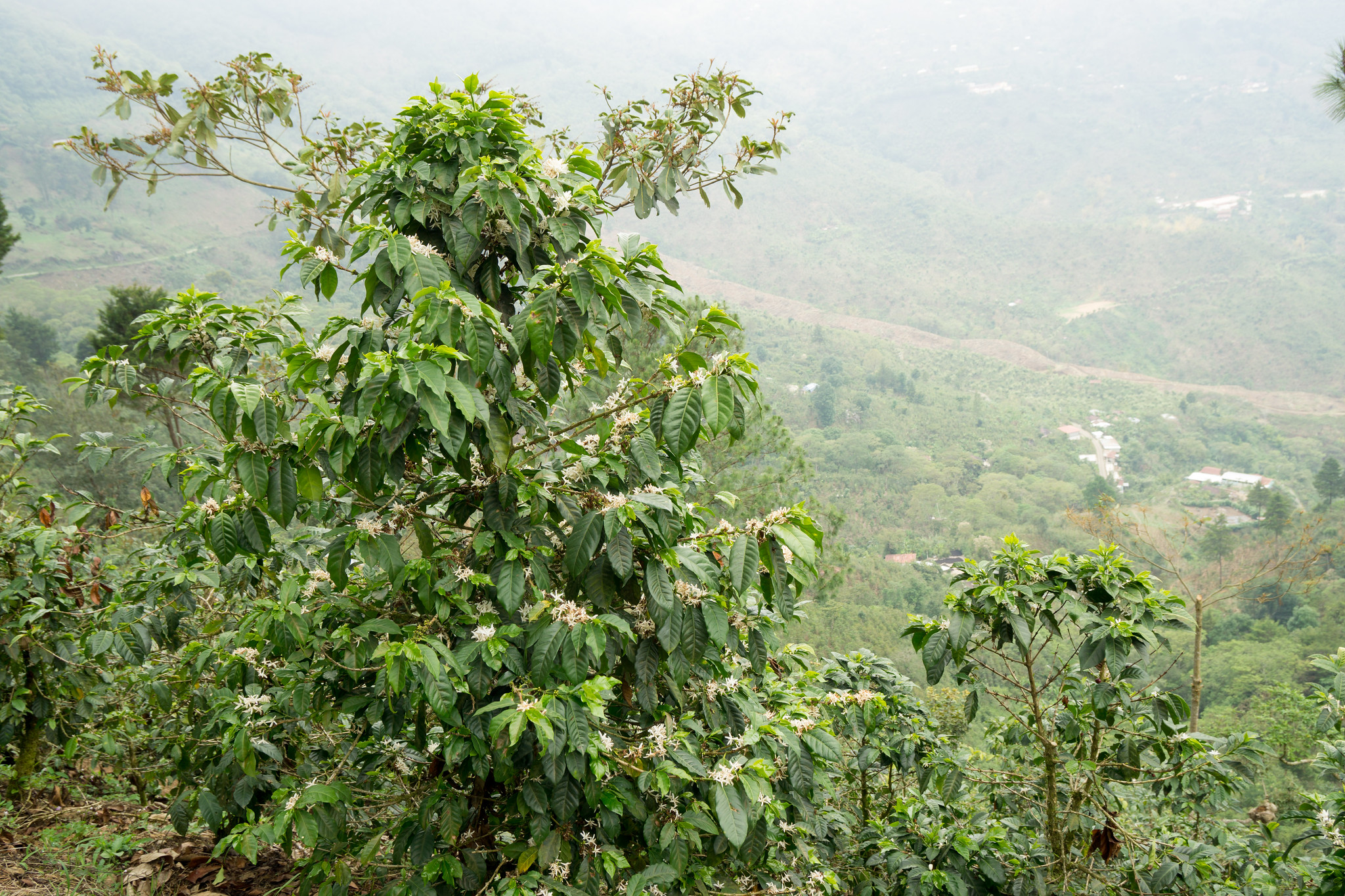 Coffee flowers in the late stage