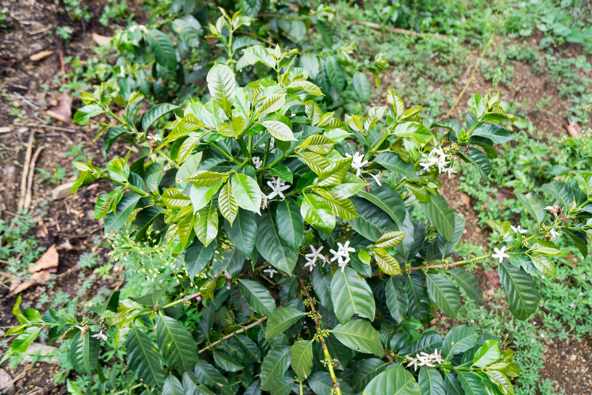 Flowers and buds