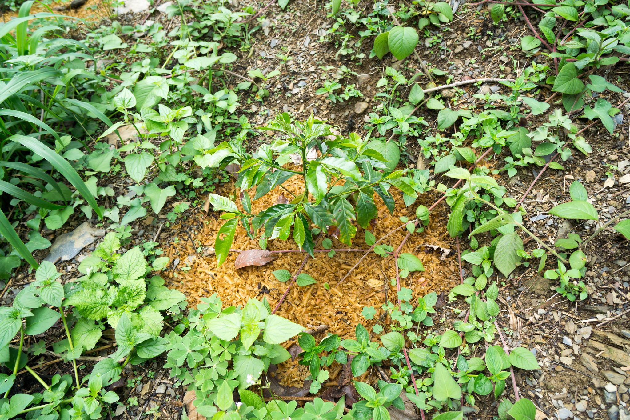 More than expected newly planted trees survived due to care and attention.  Here a top layer of wood shavings helps to keep the soil humid