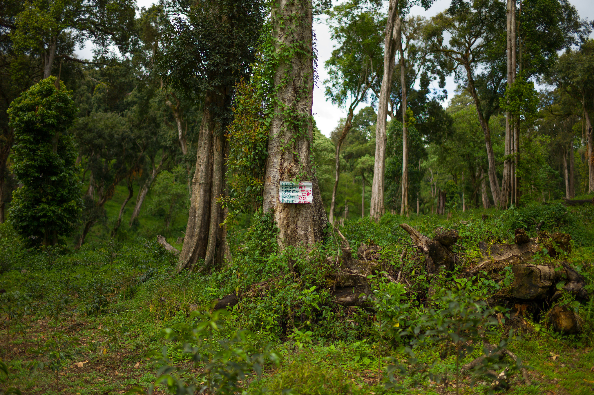 Ethiopia March 2017: Halo and Alaka Washing Stations