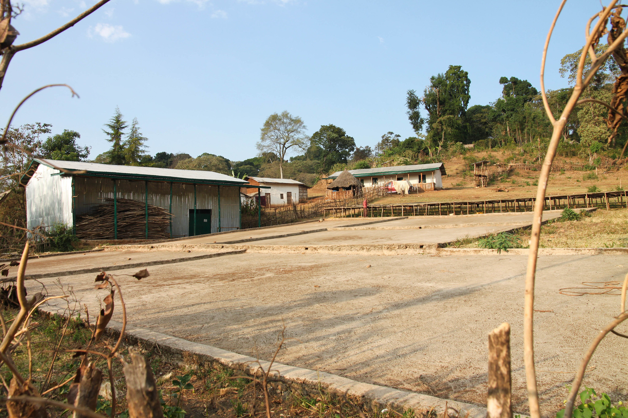 Akmel Nuri's farm in Limo Kosa.