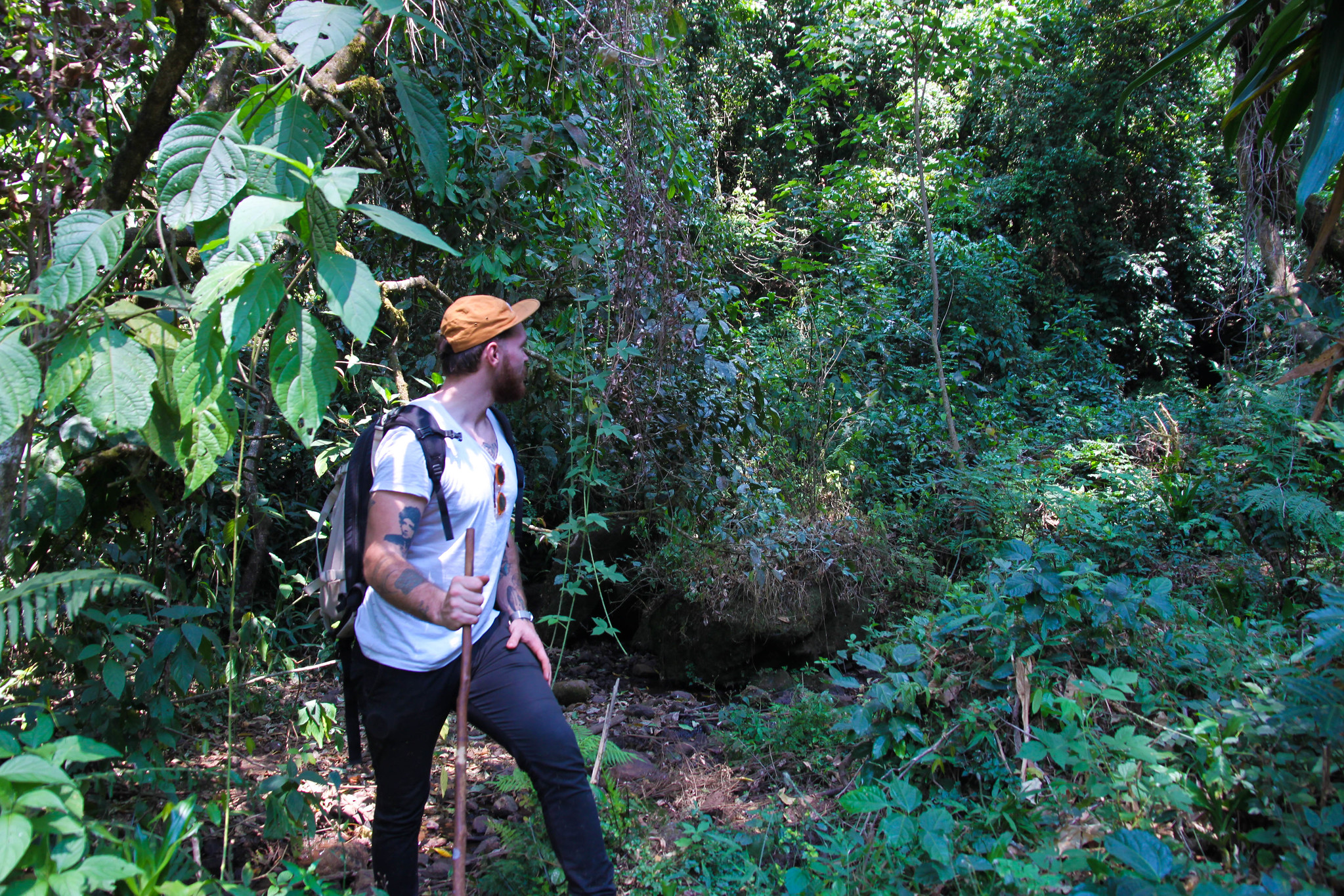 Most of Akmels farm is covered with thick forest. The coffee is growing wild here.