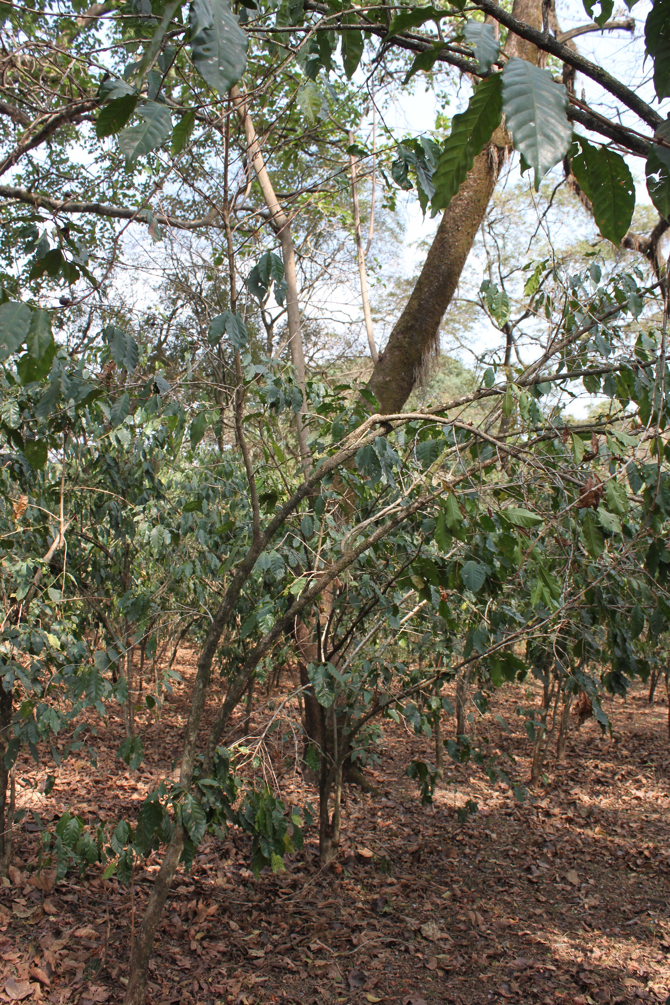 Natural pruning