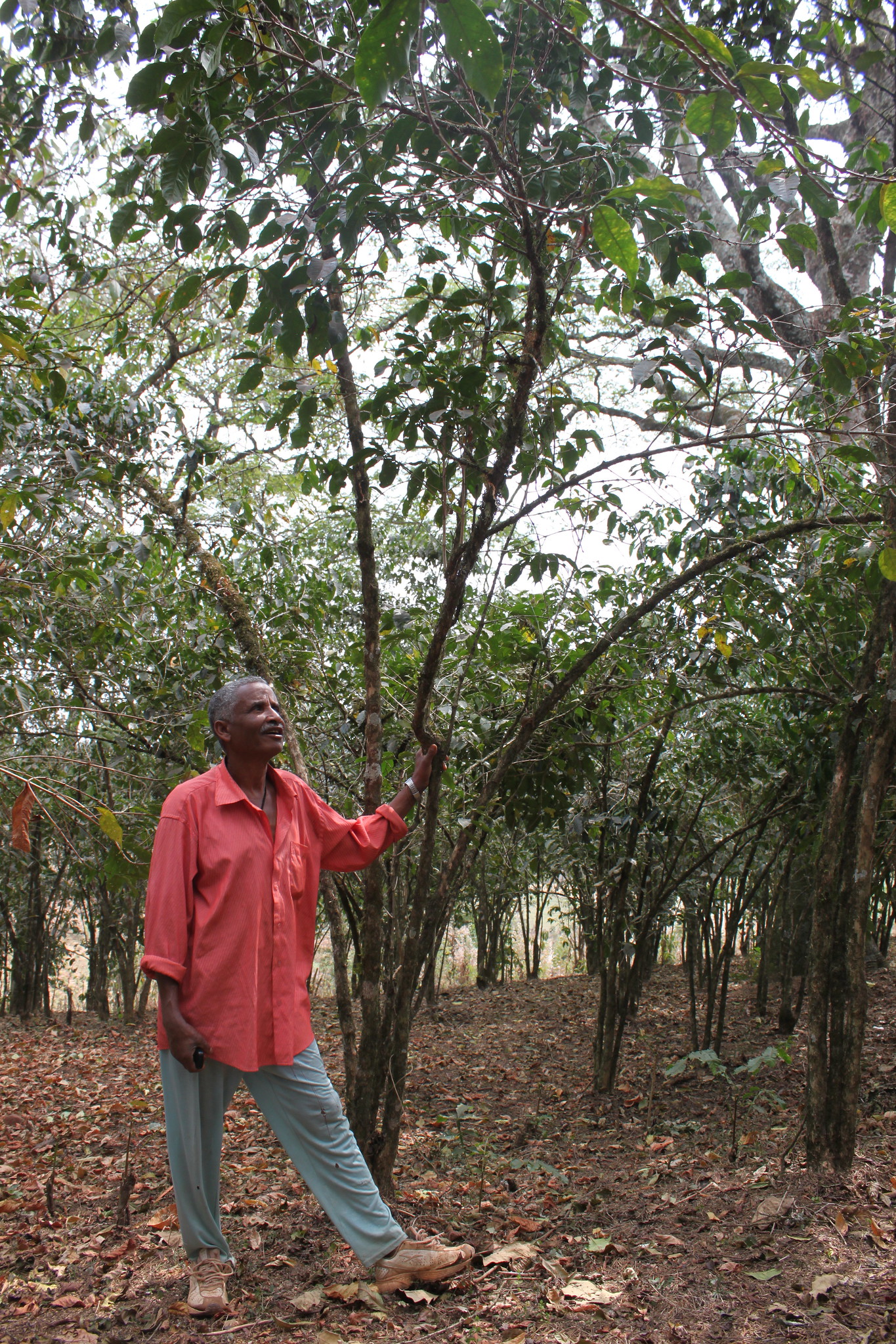 Kebge Wubeshet: Coffeefarmer from Hana Boske Cooperative