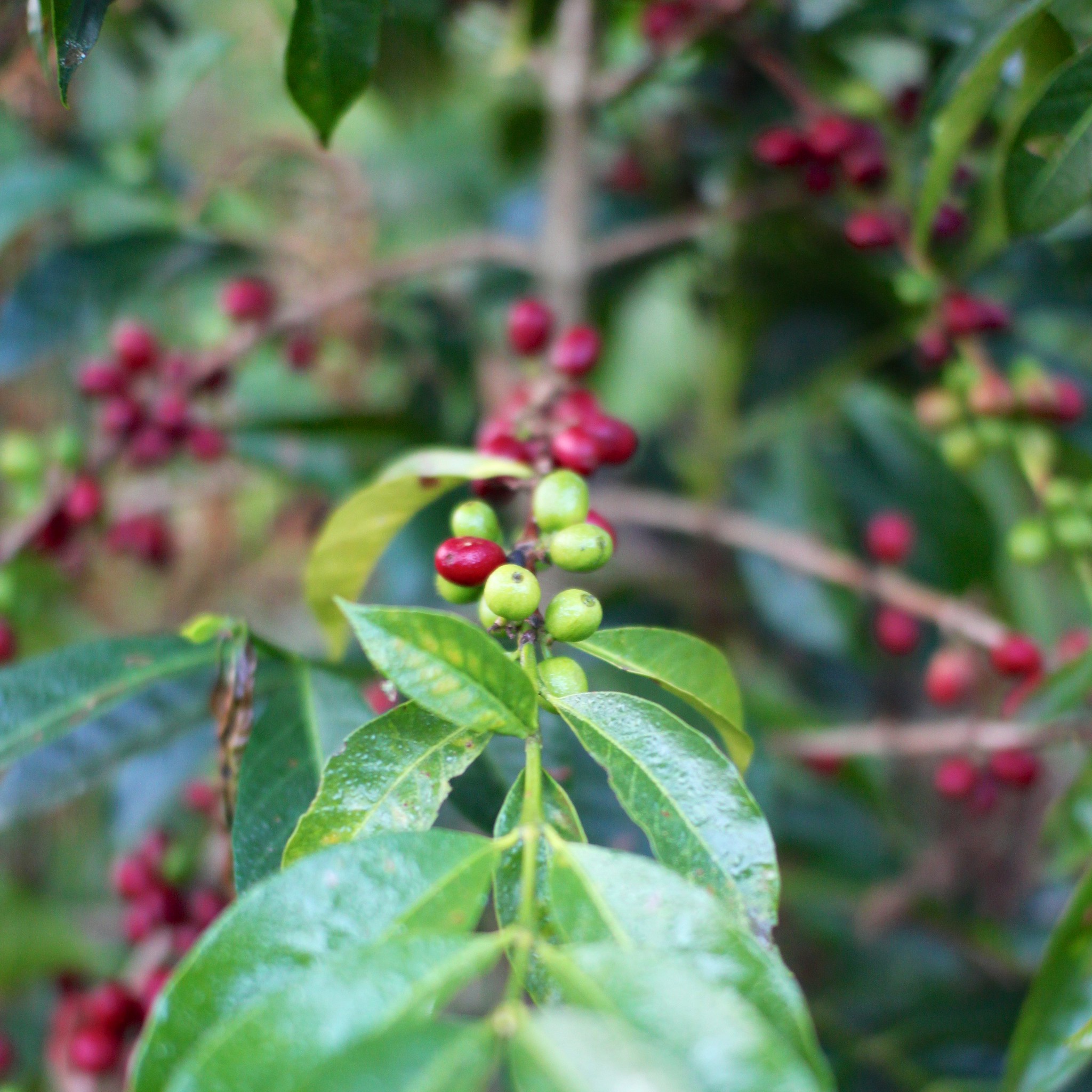 Branch of coffee  At Yukro. The biodiversity there was astonishing. Literally every new tree you'd walk past was a new variety.