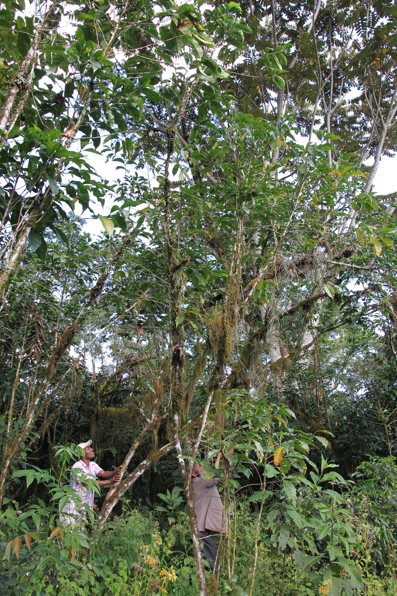 10 meter tall coffee tree!  This was unbelievable. Wild growing coffee tree in the forest around Yukro. To pick, the farmer has to pull the tree over to the side and bend it far enough down to reach the cherries. Fortunately the tree is pretty flexible.