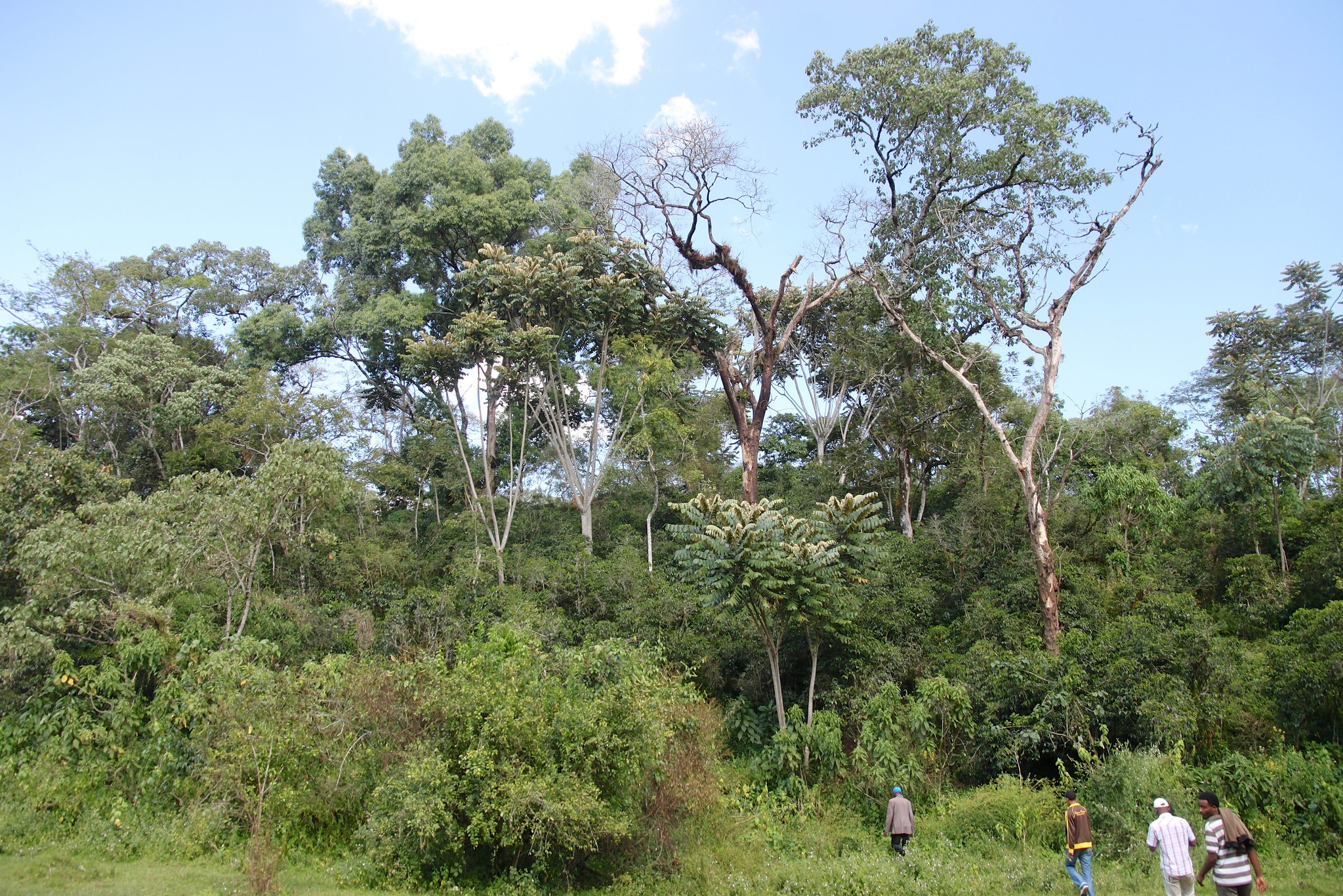 A coffee farm can also look like this!  Like a jungle! So far from what you see on plantations, where the trees are neatly planted in rows. This was packed with coffee trees growing wildly beneath the taller trees providing shade.