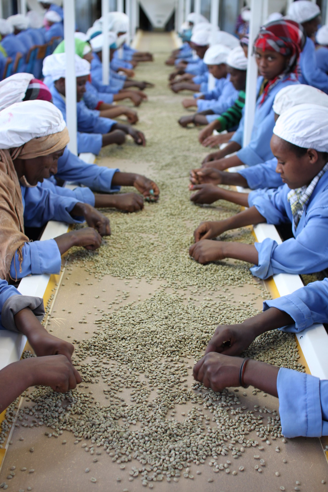 This makes a huge difference in the cup  Hand sorting at the Oromia dry mill. Electronic sorting can take the worst off-color defects, but hand sorting is by far the most effective way to get rid of defects.