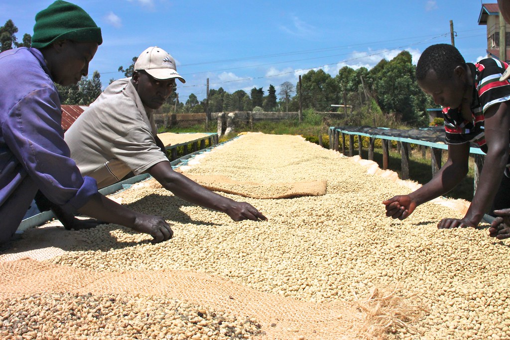 Drying at Gichathaini