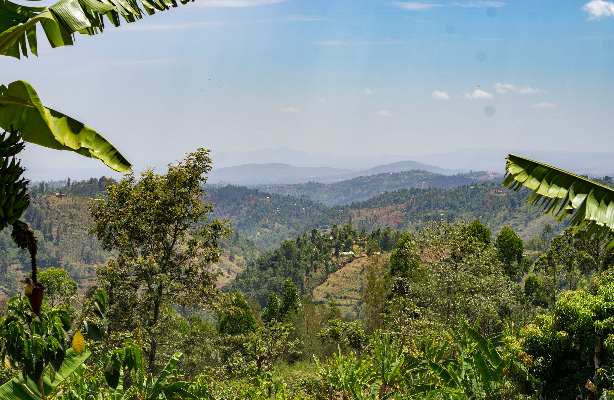 Central Kenya highlands, where coffee is growing at 1.600 to 1.800 masl