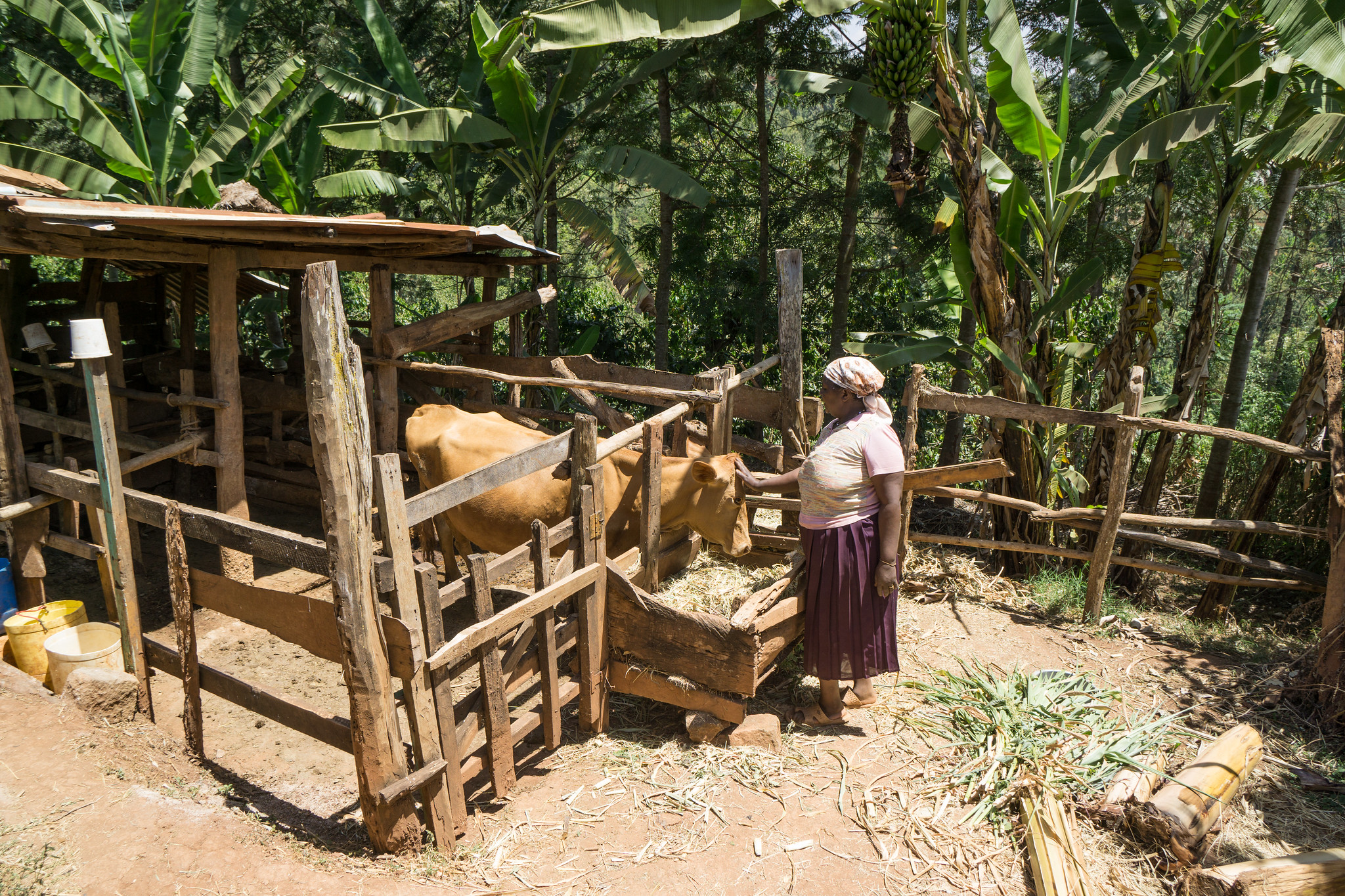 Elizabeth Muchiri, like most farmers around this area, owns a cow which produce milk for the family and manure for the coffee trees.