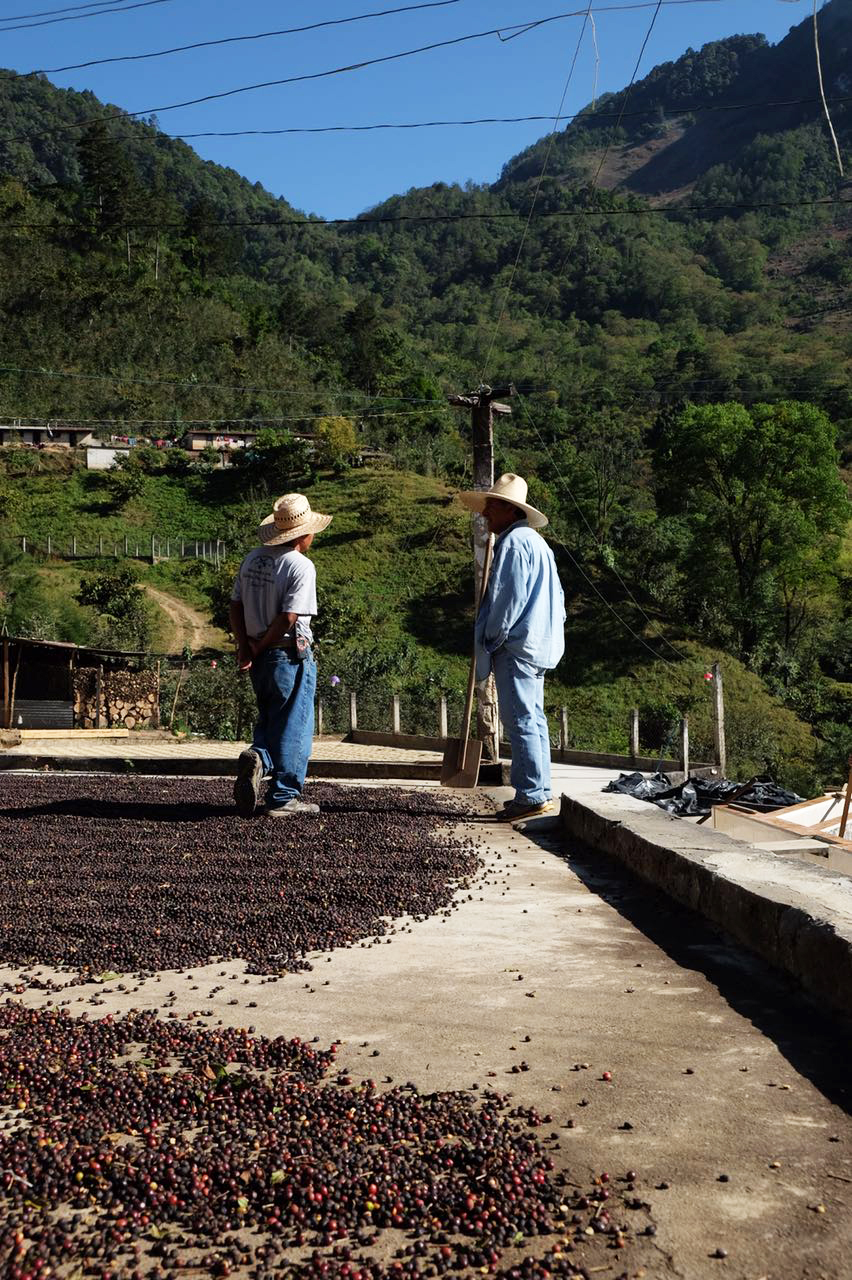 The coffee cherries drying in the sun 