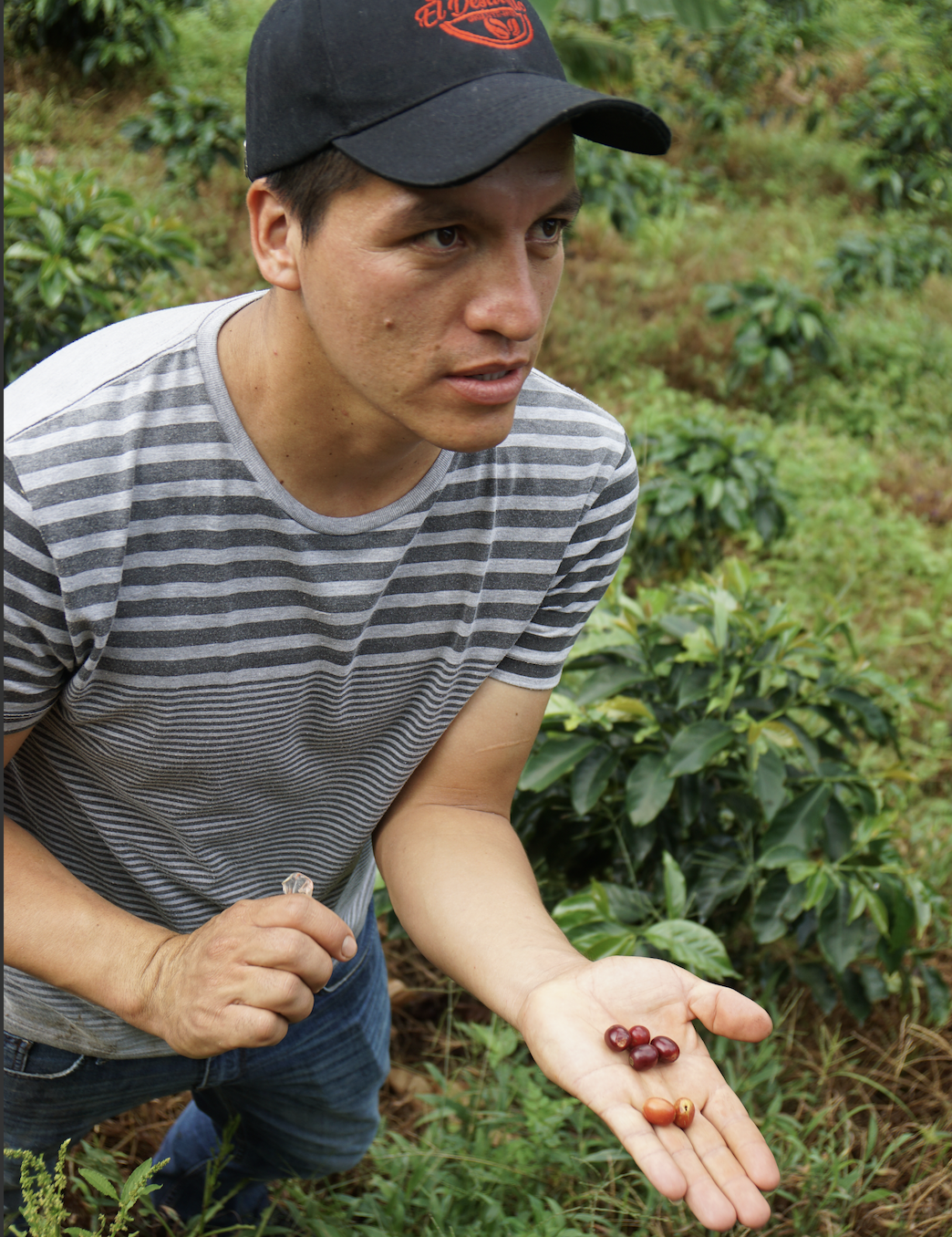 Jaime Andres Casallas showing the cherries of different coffee varieties