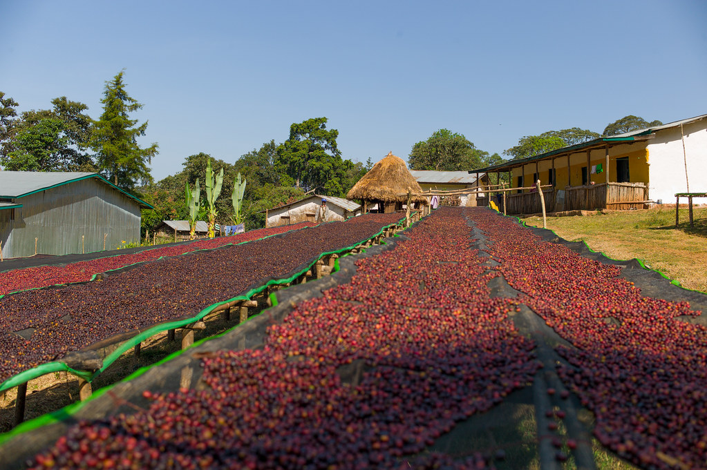 Raised drying beds, sorting process. 