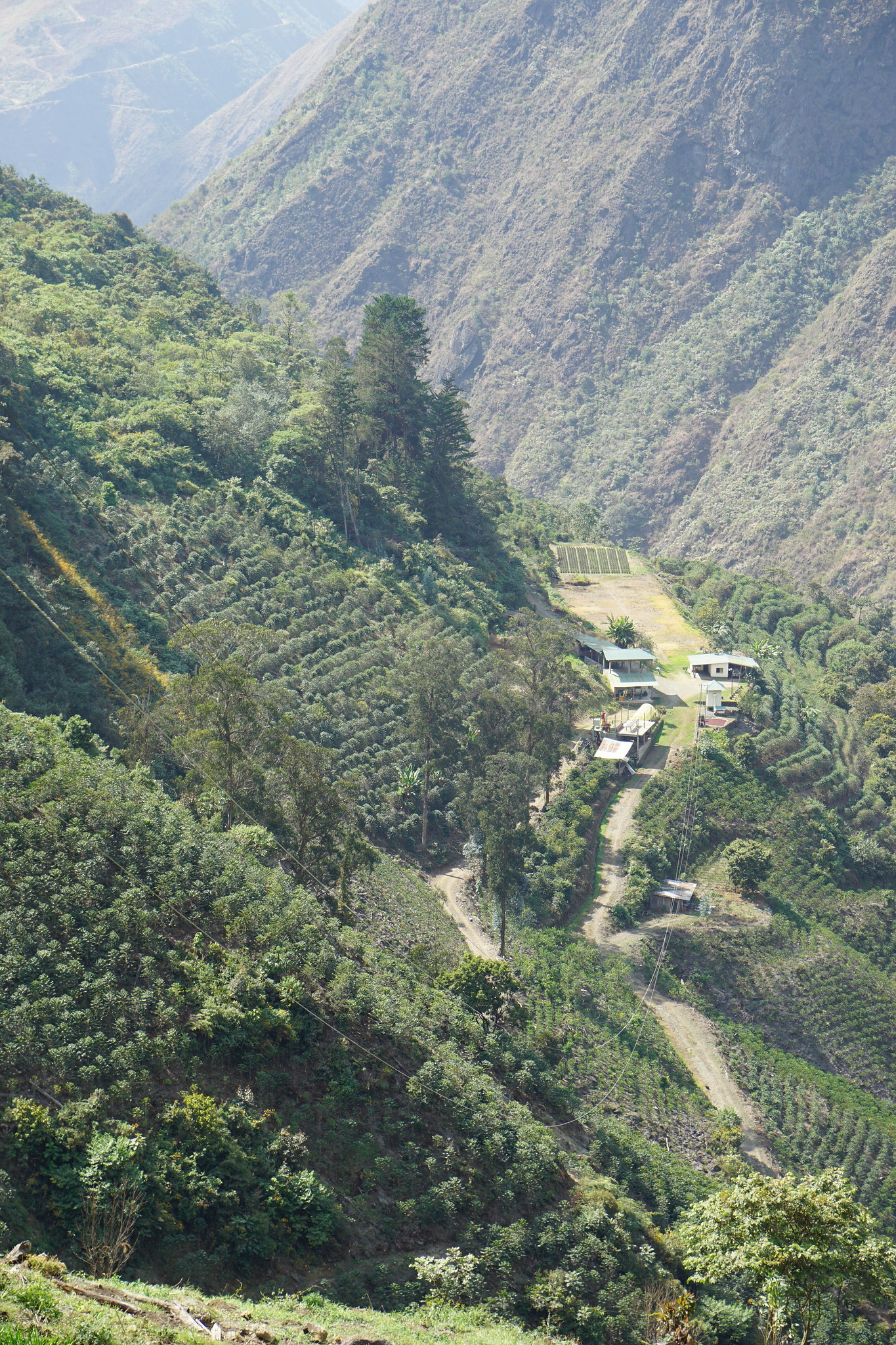 Takesi farm is spectacularly situated on steep slopes with nice lines of coffee trees.